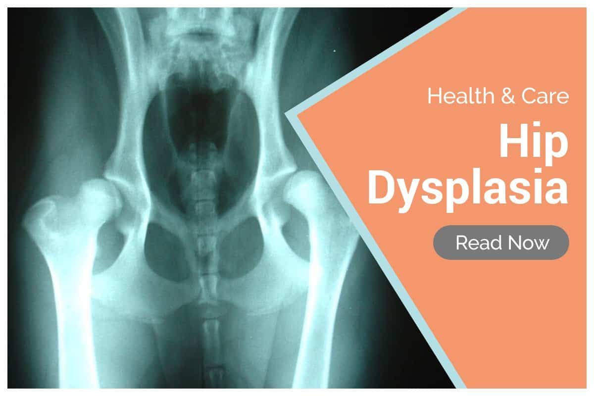 What Causes Hip Dysplasia In Dogs And Hip Scores Explained